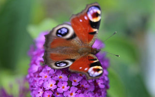 Shrubs to attract butterflies: Growing buddlejas