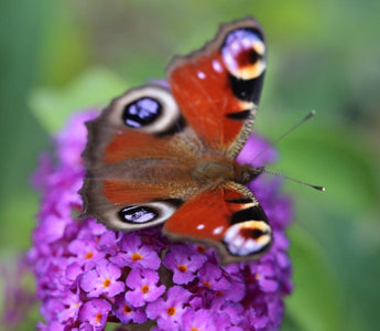 Shrubs to attract butterflies: Growing buddlejas