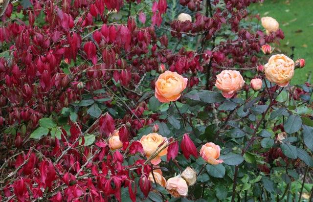 Autumn treasures & Fall colour #fallintogardening