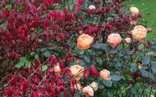 Autumn treasures & Fall colour #fallintogardening