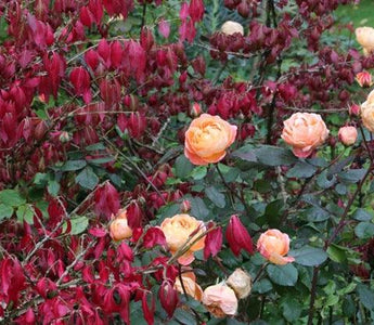 Autumn treasures & Fall colour #fallintogardening