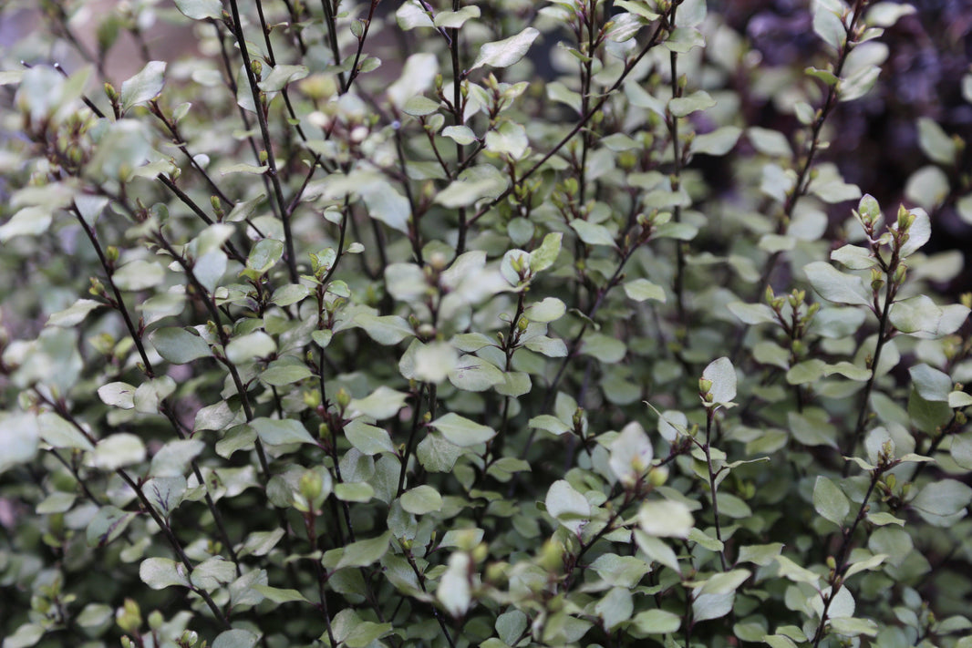Versatile Pittosporums