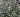 Versatile Pittosporums