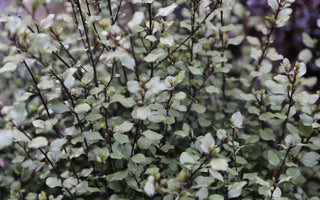 Versatile Pittosporums