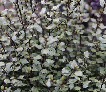 Versatile Pittosporums