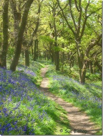 How to Photograph Wild Flowers