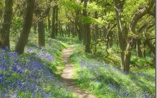How to Photograph Wild Flowers