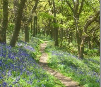 How to Photograph Wild Flowers