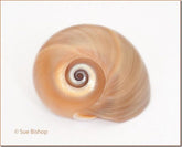 Macro Photography: How to Take Close-up Photographs