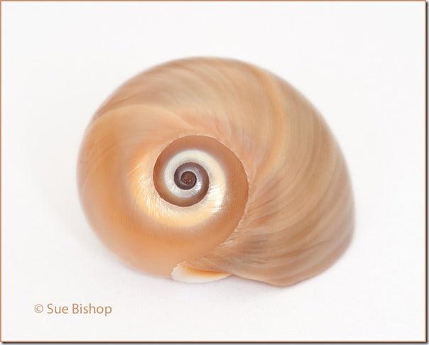 Macro Photography: How to Take Close-up Photographs