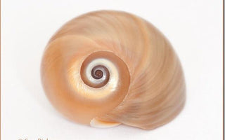 Macro Photography: How to Take Close-up Photographs