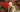 MyGardenSchool Tutor, Andy McIndoe, wins 66th Gold Medal at Chelsea Flower Show