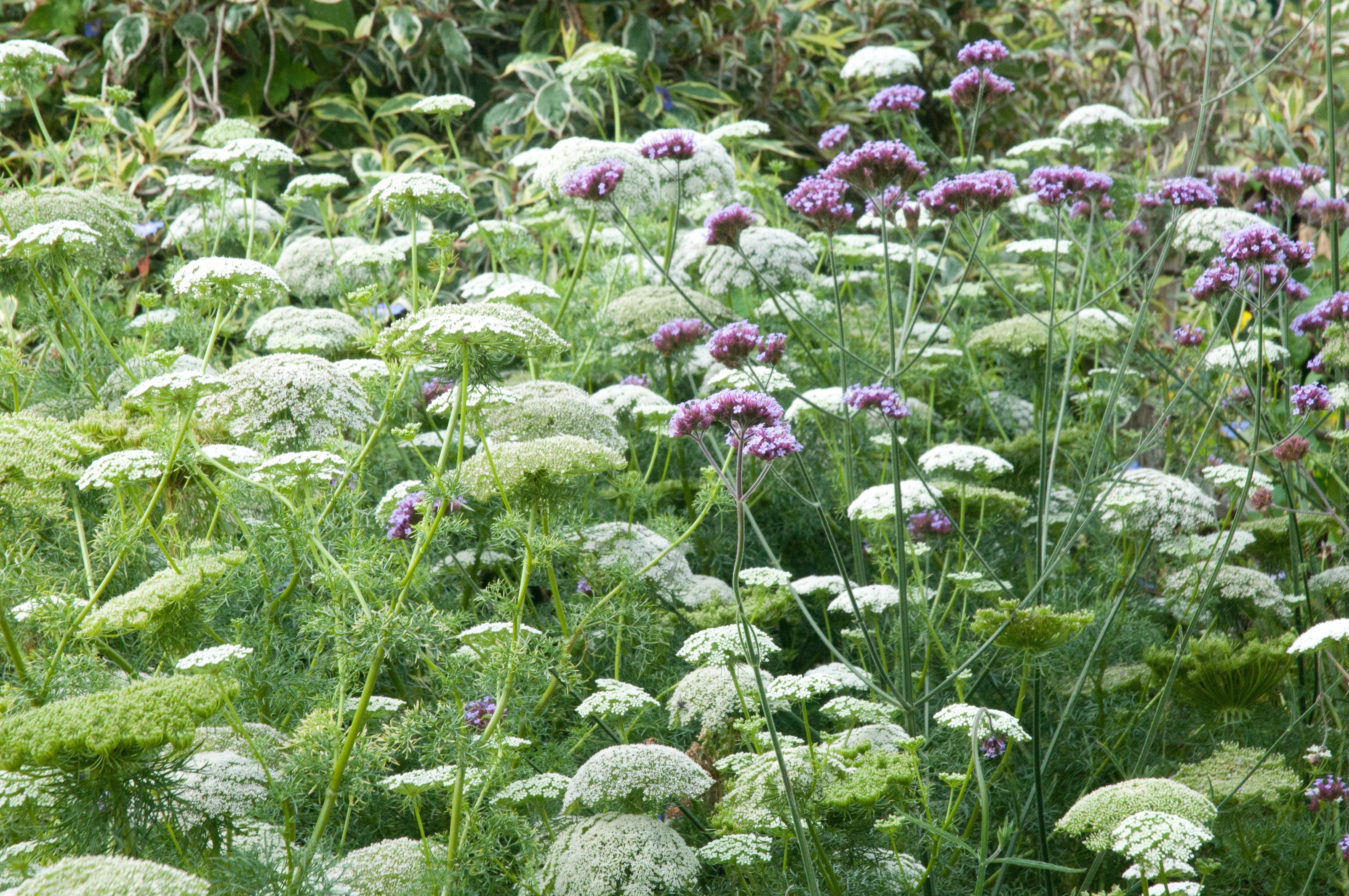 How to plant your garden like an award winning garden designer