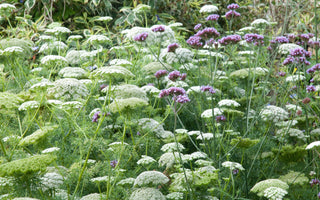 How to plant your garden like an award winning garden designer