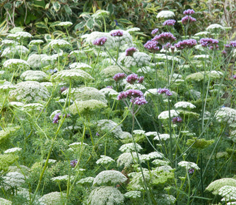 How to plant your garden like an award winning garden designer