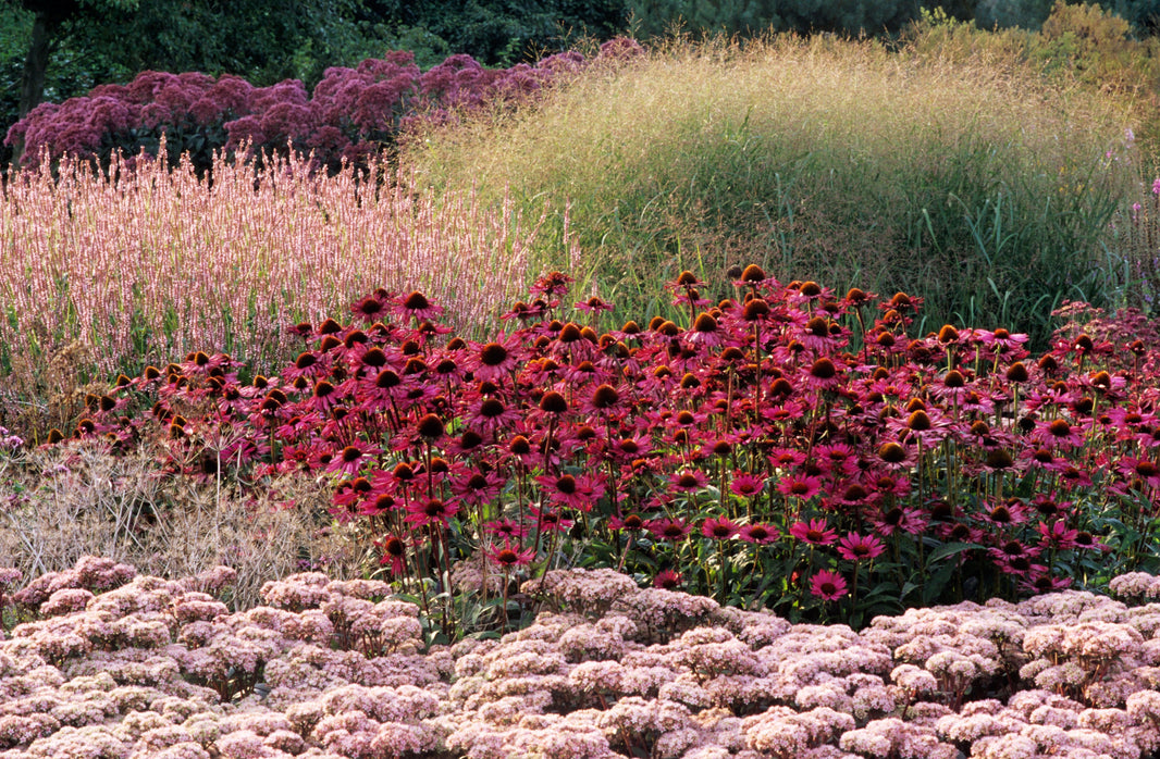 Learn planting, the Piet Oudolf way