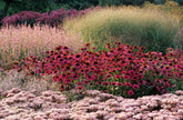 Learn planting, the Piet Oudolf way