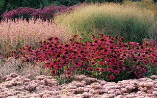 Learn planting, the Piet Oudolf way