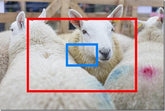 Superzoom Bridge Cameras Explained