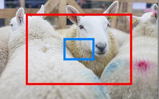 Superzoom Bridge Cameras Explained