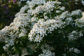 Planting Combinations:  Chelsea Flower Show Green and White