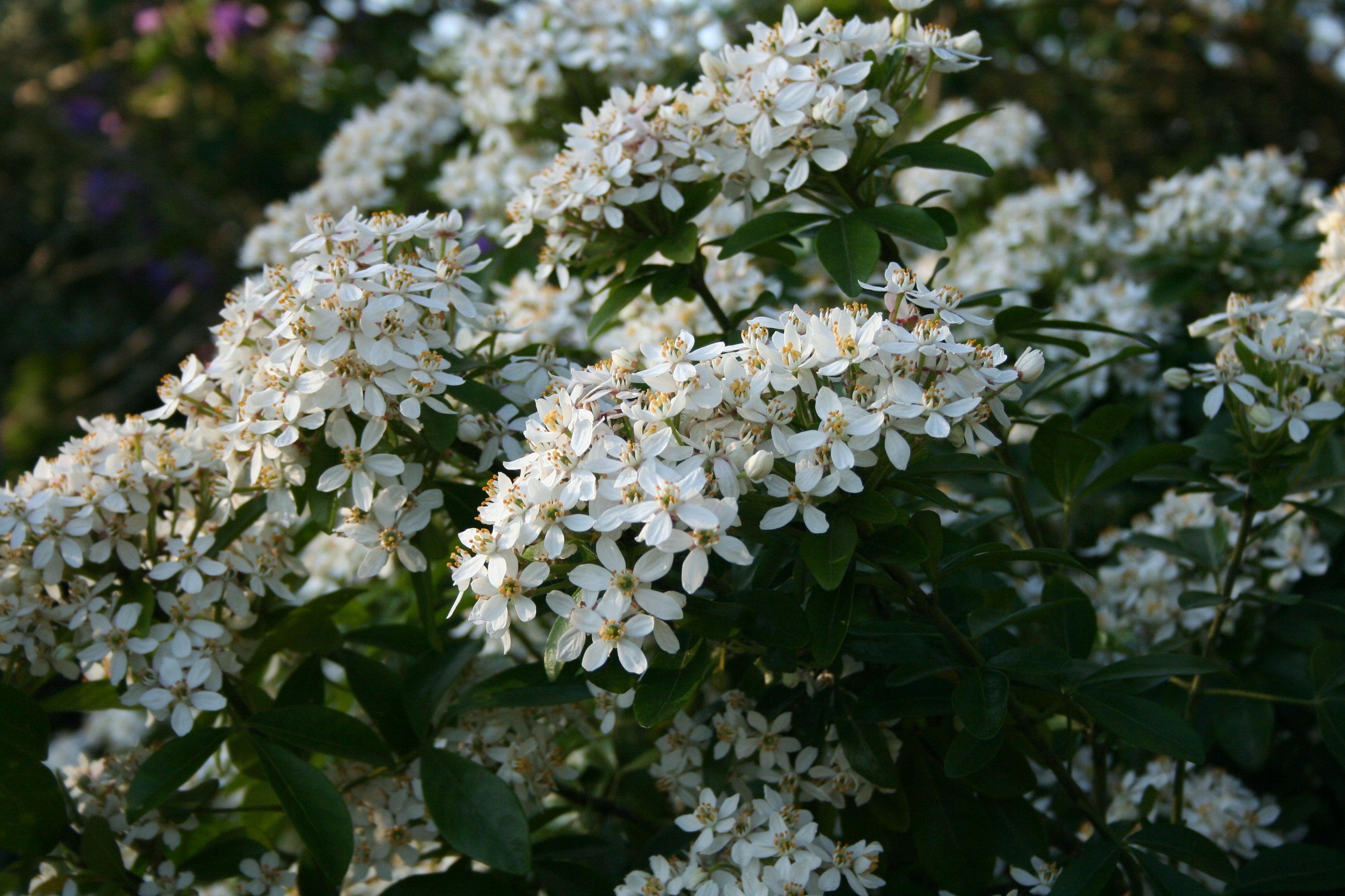 Planting Combinations:  Chelsea Flower Show Green and White