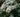 Planting Combinations:  Chelsea Flower Show Green and White