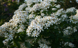Planting Combinations:  Chelsea Flower Show Green and White