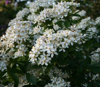 Planting Combinations:  Chelsea Flower Show Green and White