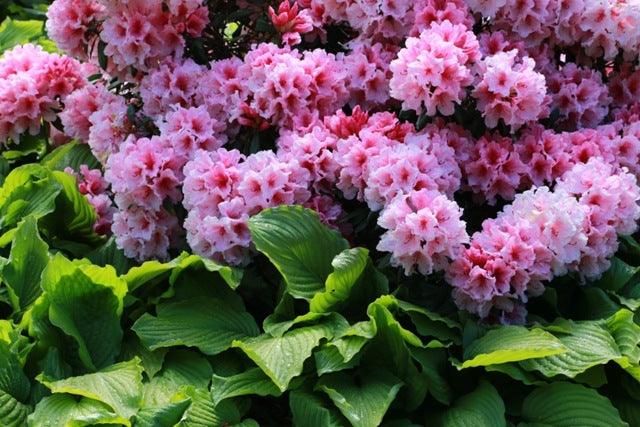 How to grow rhododendrons