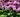 How to grow rhododendrons