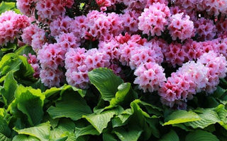 How to grow rhododendrons