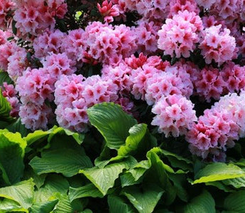 How to grow rhododendrons