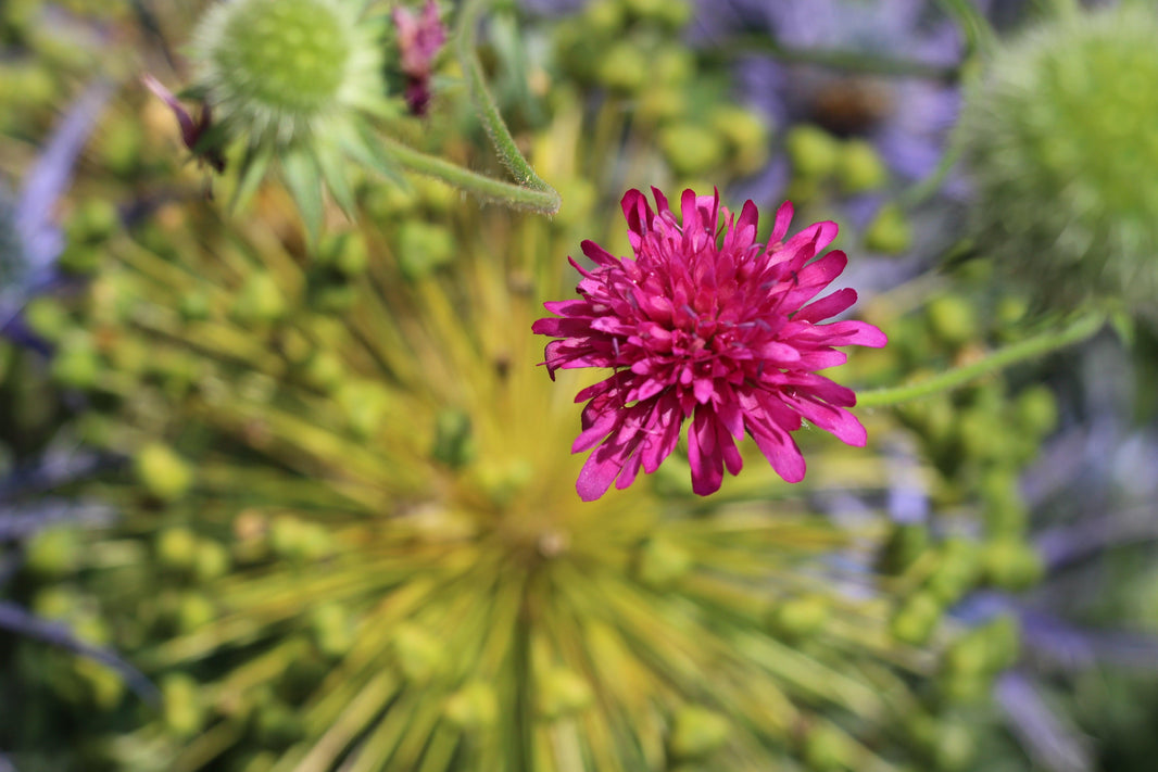 Making gardening dreams true