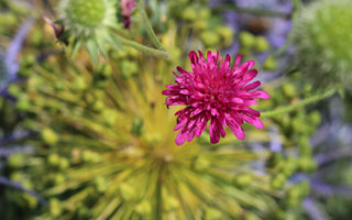 Making gardening dreams true