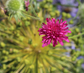 Making gardening dreams true
