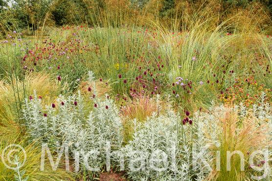 Planting Contemporary Perennial Gardens