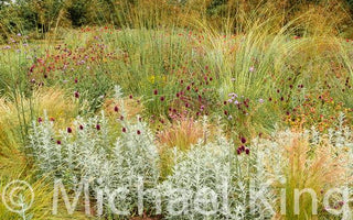 Planting Contemporary Perennial Gardens