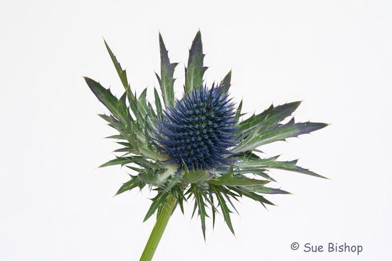 Macro Photography: Focus Stacking Explained