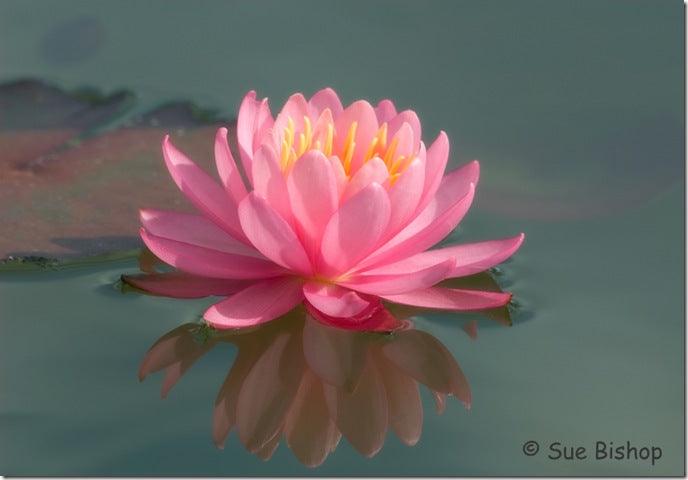 Floating Jewels