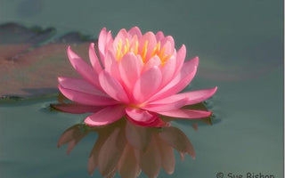 Floating Jewels