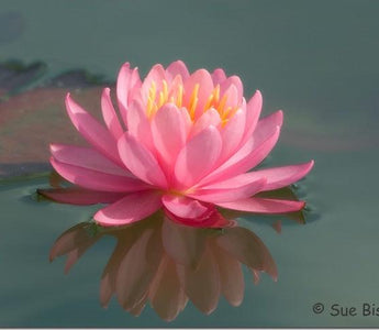 Floating Jewels