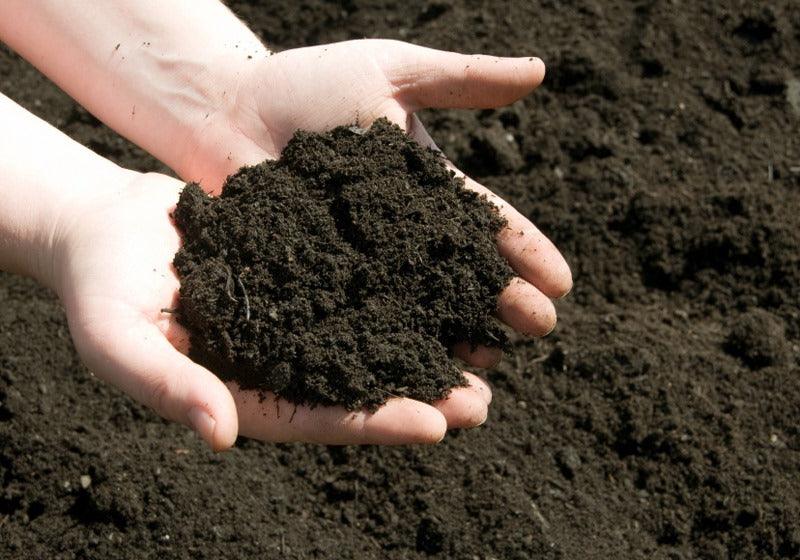 What Soil Or Compost Should I Use?