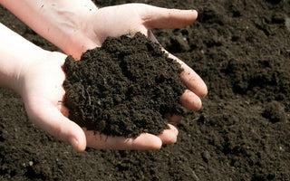 What Soil Or Compost Should I Use?