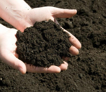 What Soil Or Compost Should I Use?