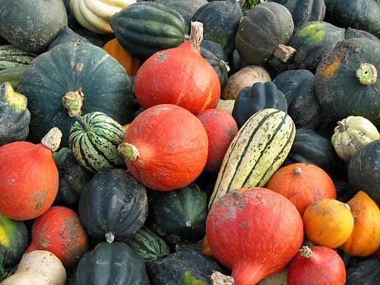 How to Grow Squash