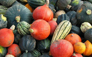 How to Grow Squash