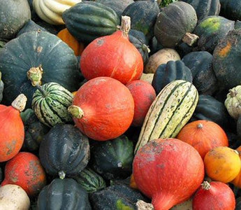 How to Grow Squash