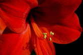 Give an Amaryllis – The Perfect Christmas Gift