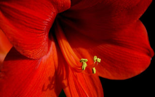 Give an Amaryllis – The Perfect Christmas Gift